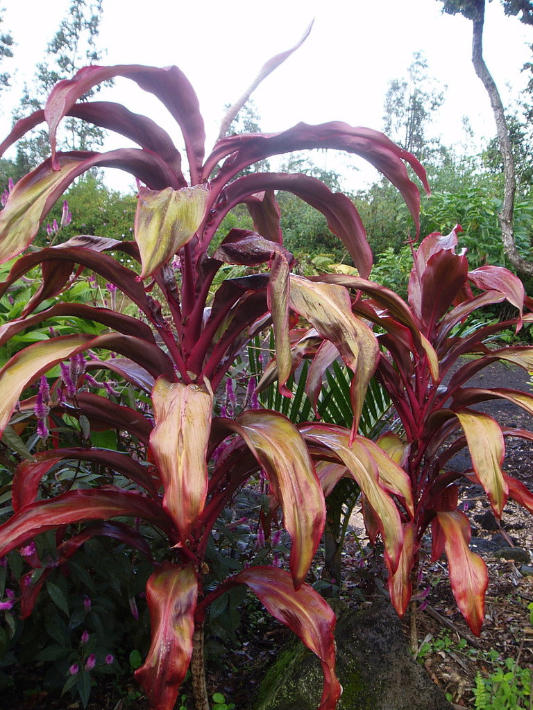 Cordyline Rooster Tail (Cordyline fruticosa)