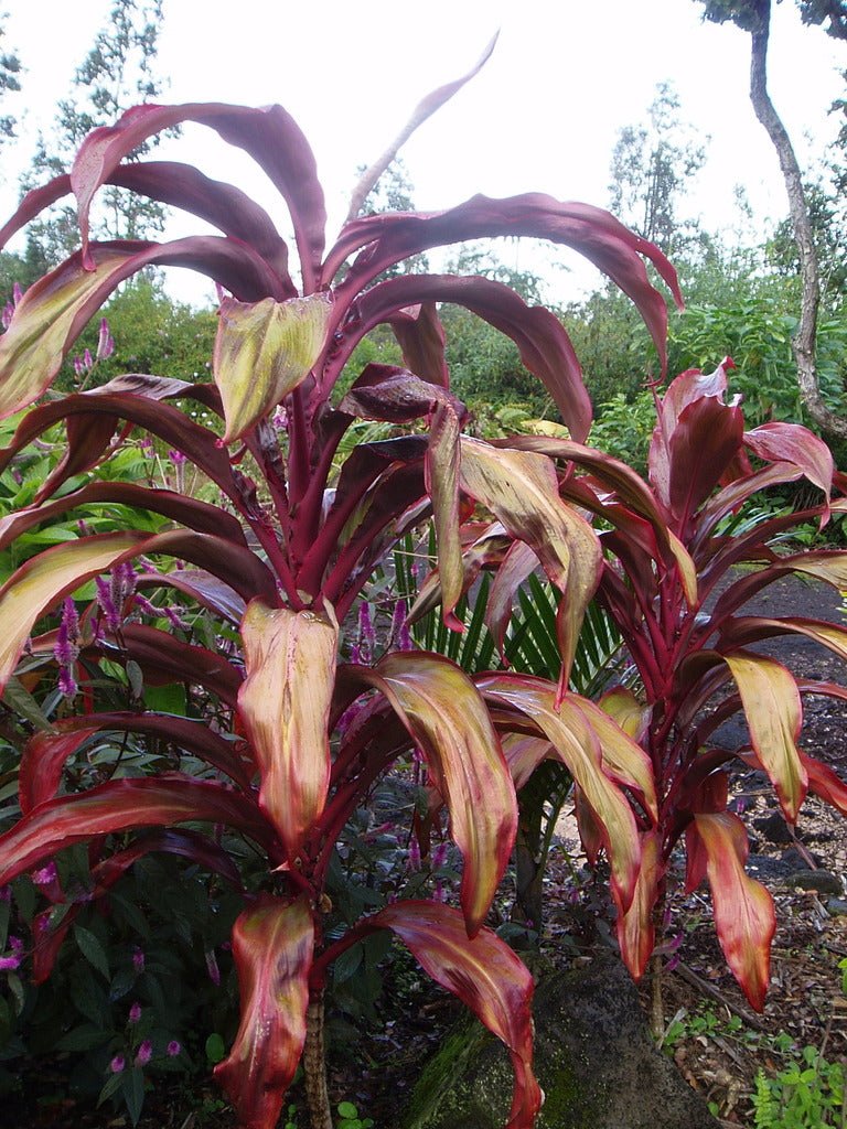 Cordyline Rooster Tail (Cordyline fruticosa) - Ladybird Nursery