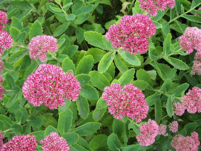 Stonecrop (Sedum spp.)
