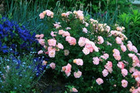 Rose Ovation (Rosa) - Ladybird Nursery