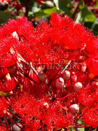Red Flowering Gum Wildfire (Corymbia ficifolia) - Ladybird Nursery