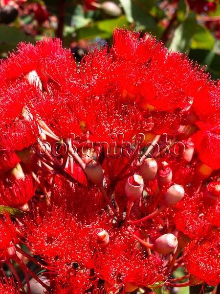 Red Flowering Gum Wildfire (Corymbia ficifolia) - Ladybird Nursery