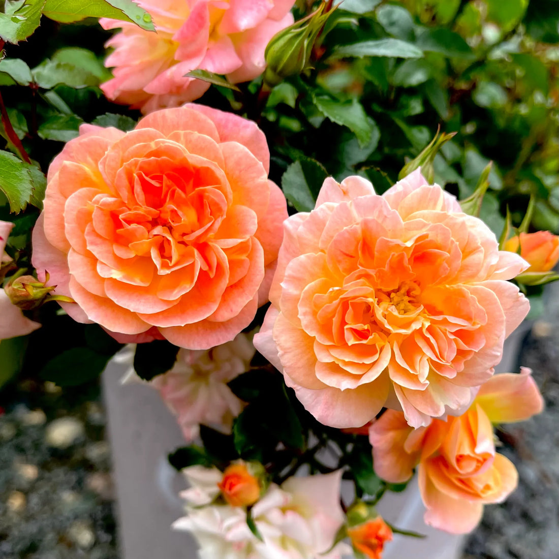 Rose 'DRIFT® Peach' - Ladybird Nursery