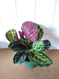Prayer Plant Jungle Rose (Calathea Jungle)