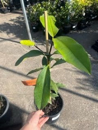 Garcinia Madruno Lemondrop