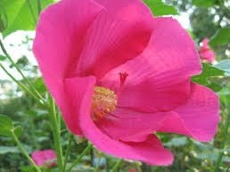 Hibiscus Tony (Mutabilis) - Ladybird Nursery