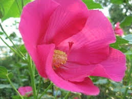 Hibiscus Tony (Mutabilis)