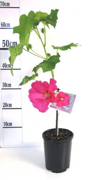 Hibiscus Tony (Mutabilis)