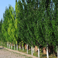 Simon's Poplar fastigiata Simons (Populus simonii)