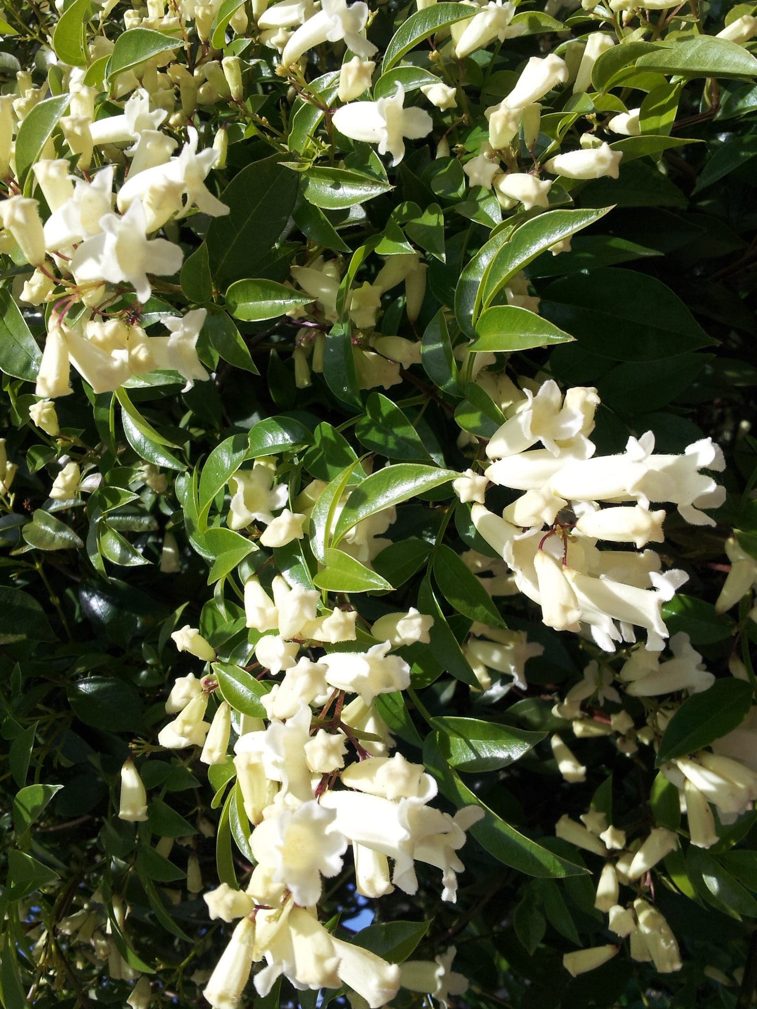 Wonga Wonga Vine Alba (Pandorea pandorana)