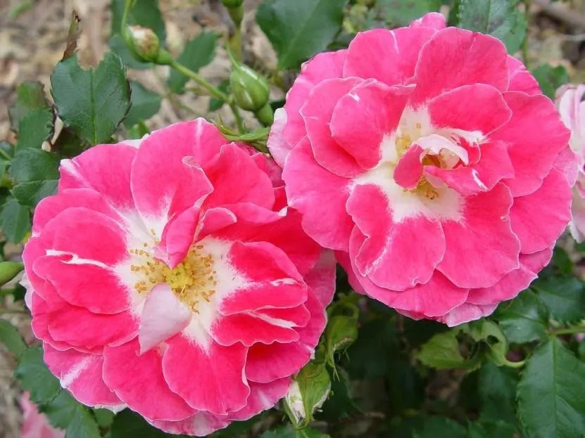 Rose Regensberg Standards (Rosa) - Ladybird Nursery
