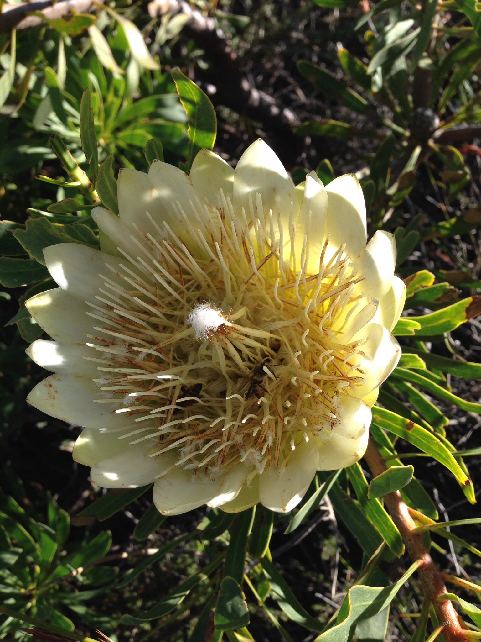 Protea White Repens - Ladybird Nursery