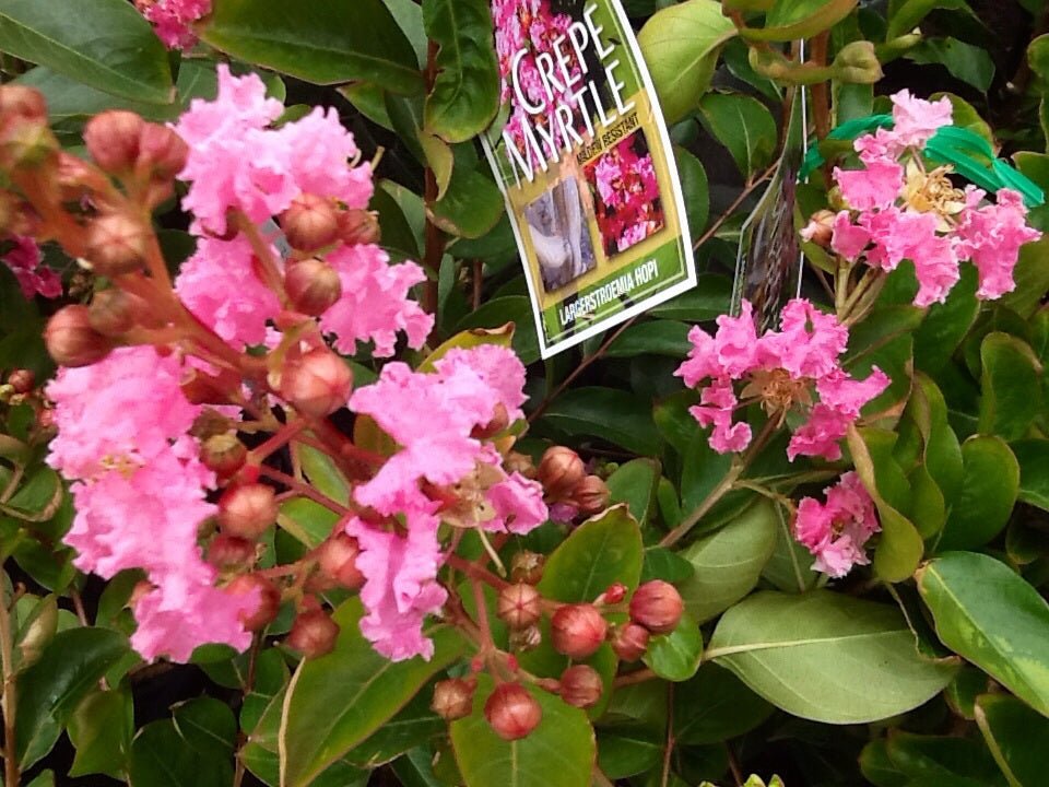 Crepe Myrtle Infinitini Orchid (Lagerstroemia) - Ladybird Nursery