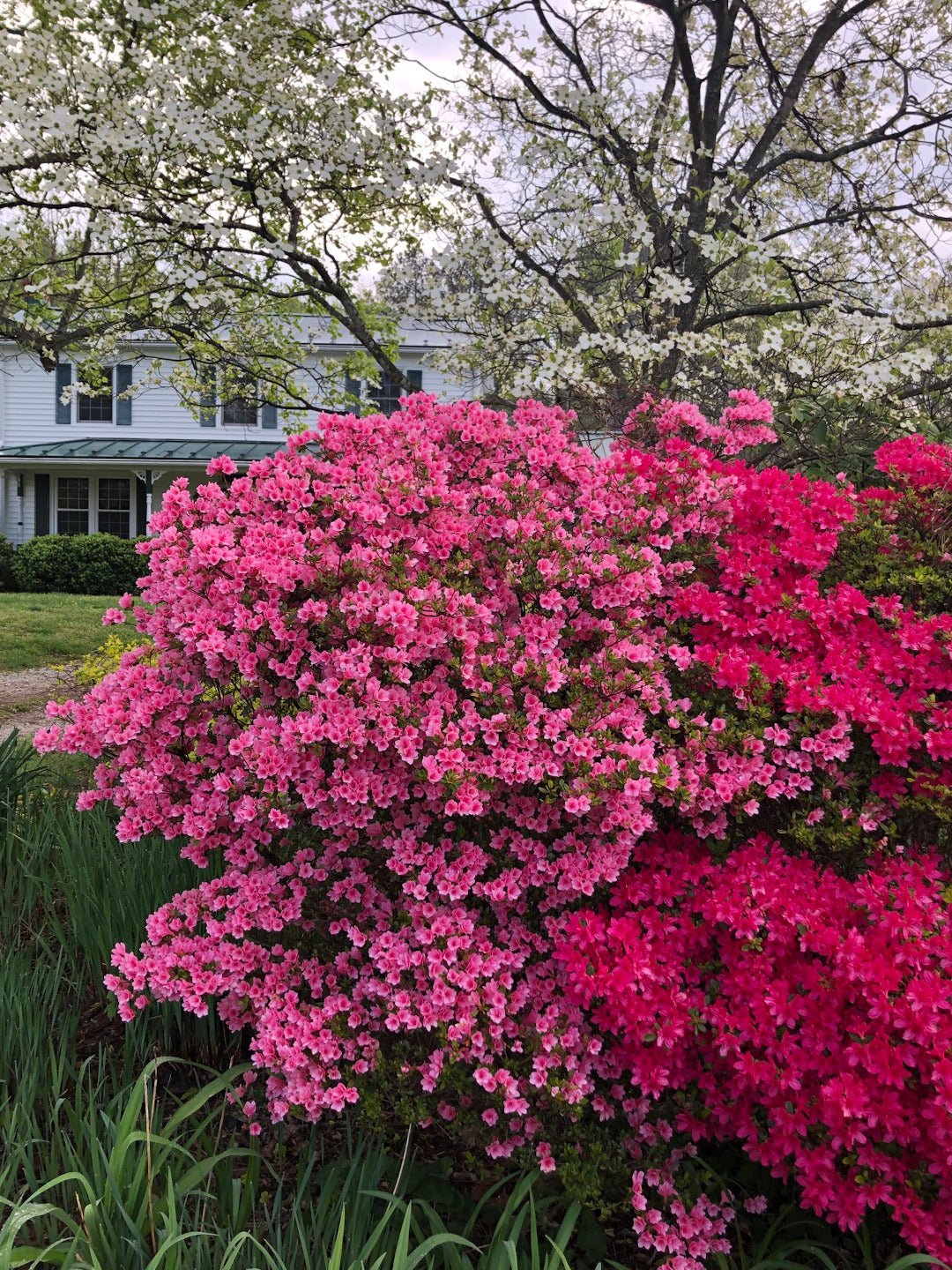 Azalea Carnival Time - Ladybird Nursery