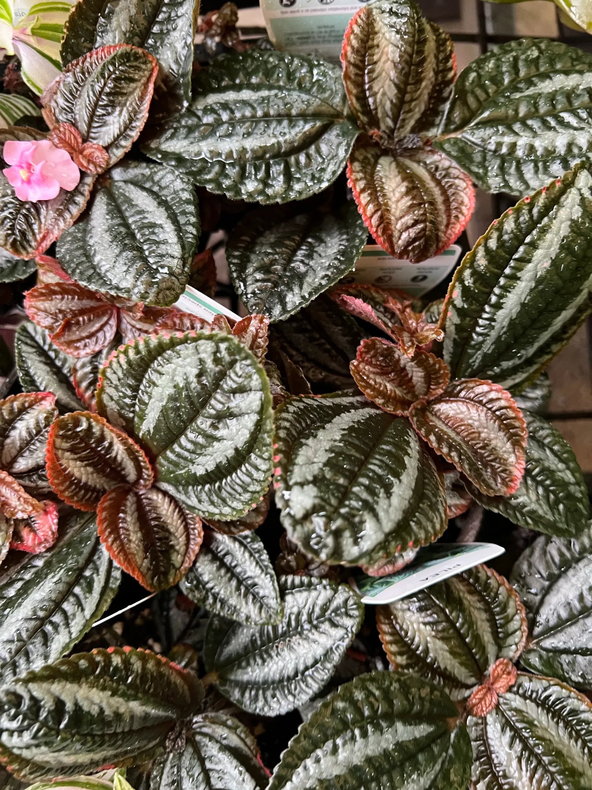 Pilea (Pilea norfolk) - Ladybird Nursery