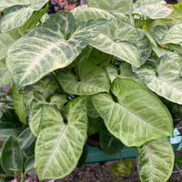 Syngonium White Butterfly - Ladybird Nursery