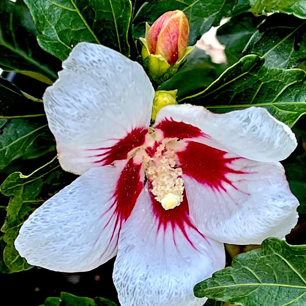 Rose of Sharon Summer Sensations Double Pink (Hibiscus syriacus) - Ladybird Nursery
