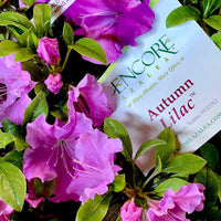 Azalea ENCORE AUTUMN Lilac™ - Ladybird Nursery