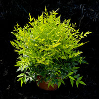 Heavenly Bamboo Magical Lemon Lime™ (Nandina domestica)