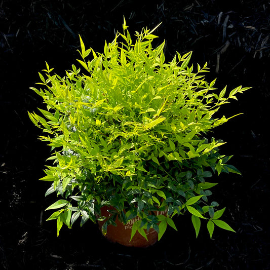 Heavenly Bamboo Magical Lemon Lime™ (Nandina domestica)