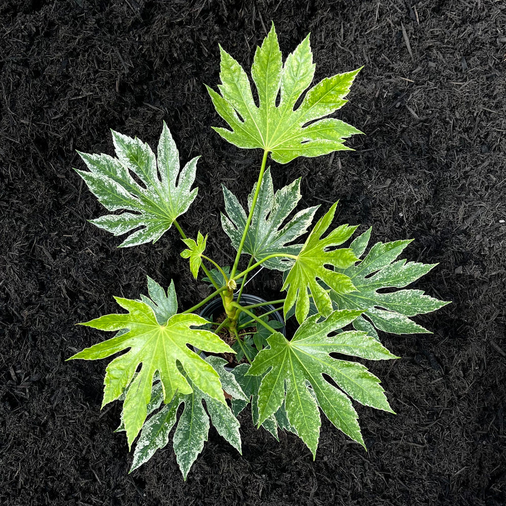 Spiders Web Aralia (Fatsia japonica)