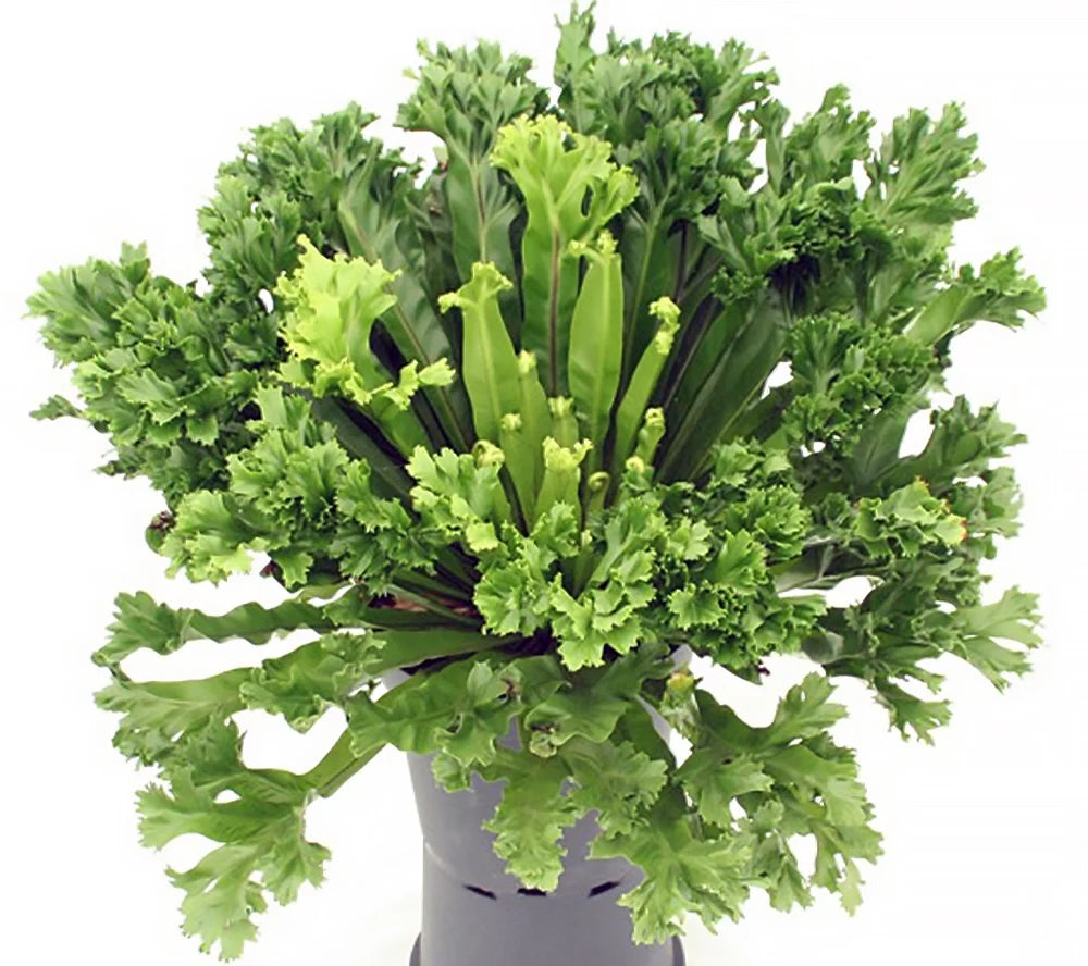 Crested Bird's Nest Fern (Asplenium nidus)