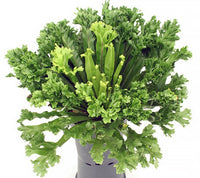 Crested Bird's Nest Fern (Asplenium nidus)