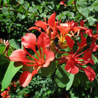 Red Orchid Tree (Bauhinia galpinii) - Ladybird Nursery