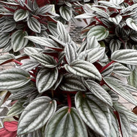 Peperomia Napoli Nights (Peperomia)