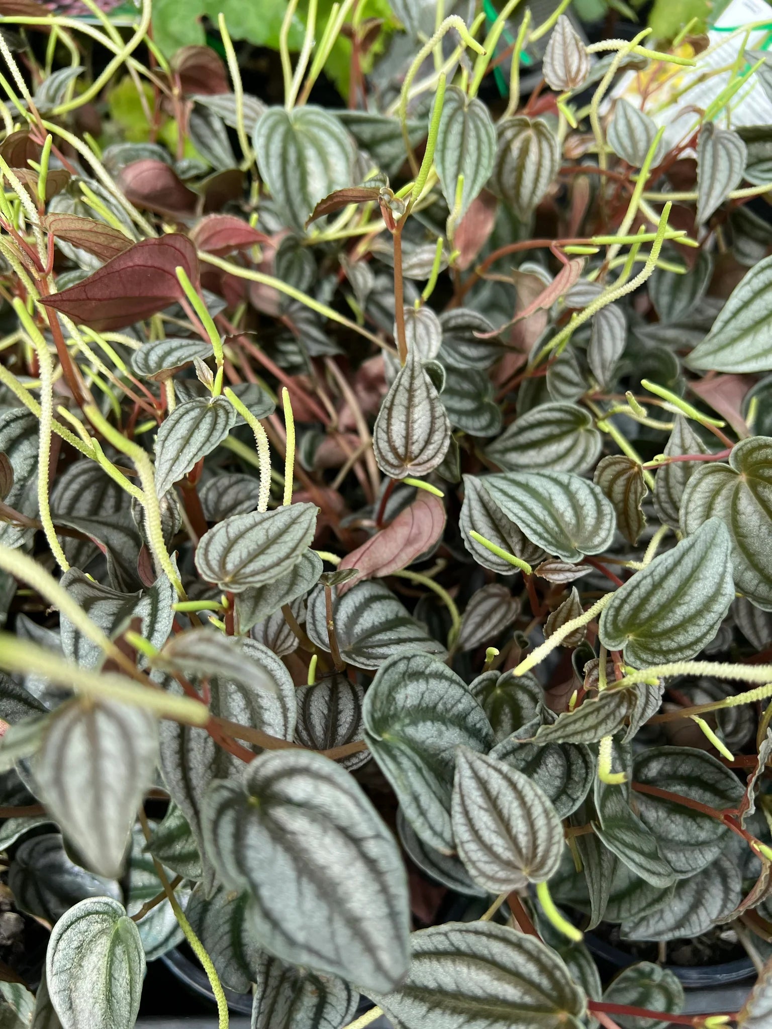 Peperomia Red Watermelon (Peperomia turboensis)