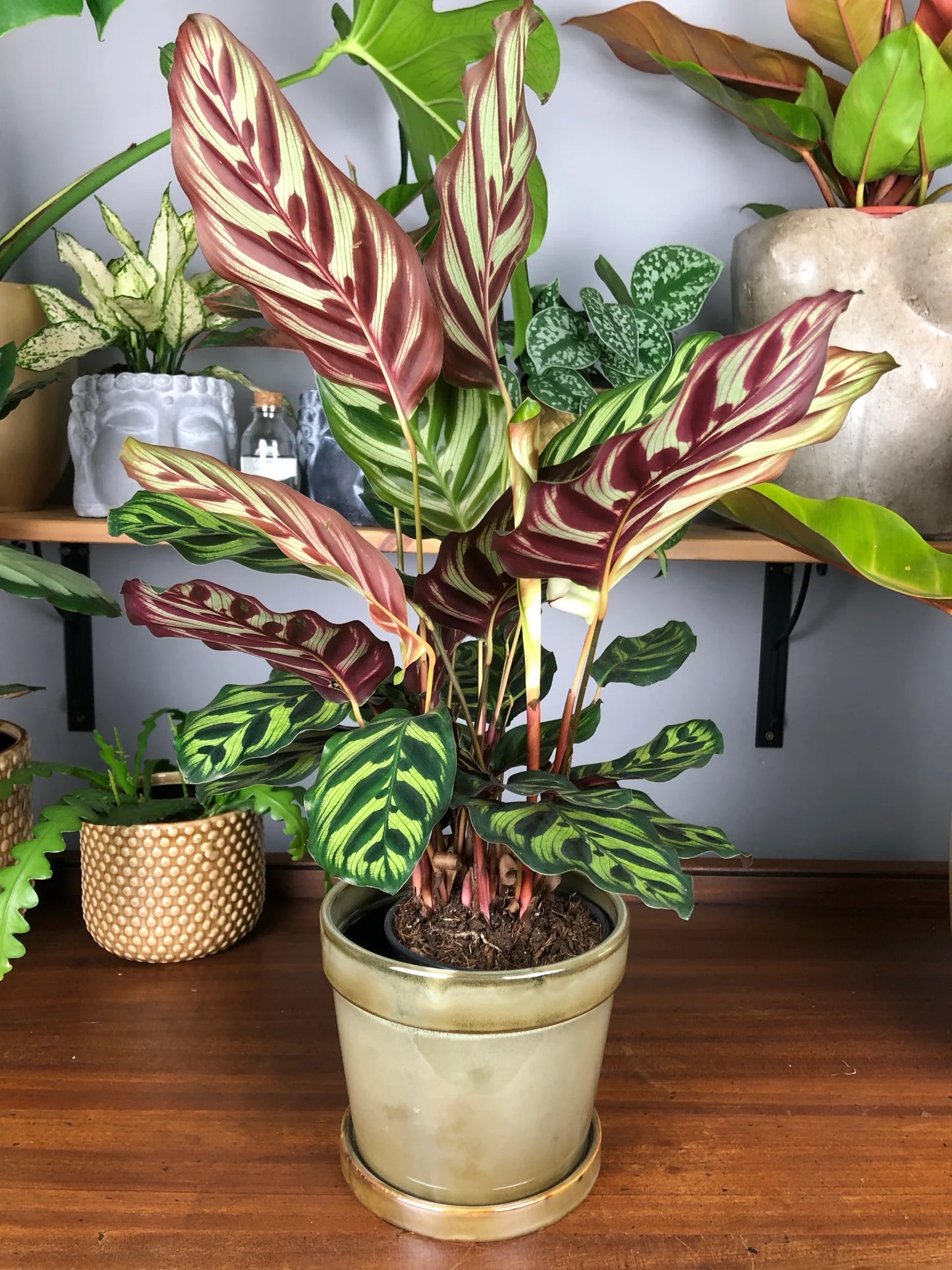 Prayer Plant (Calathea makoyana)