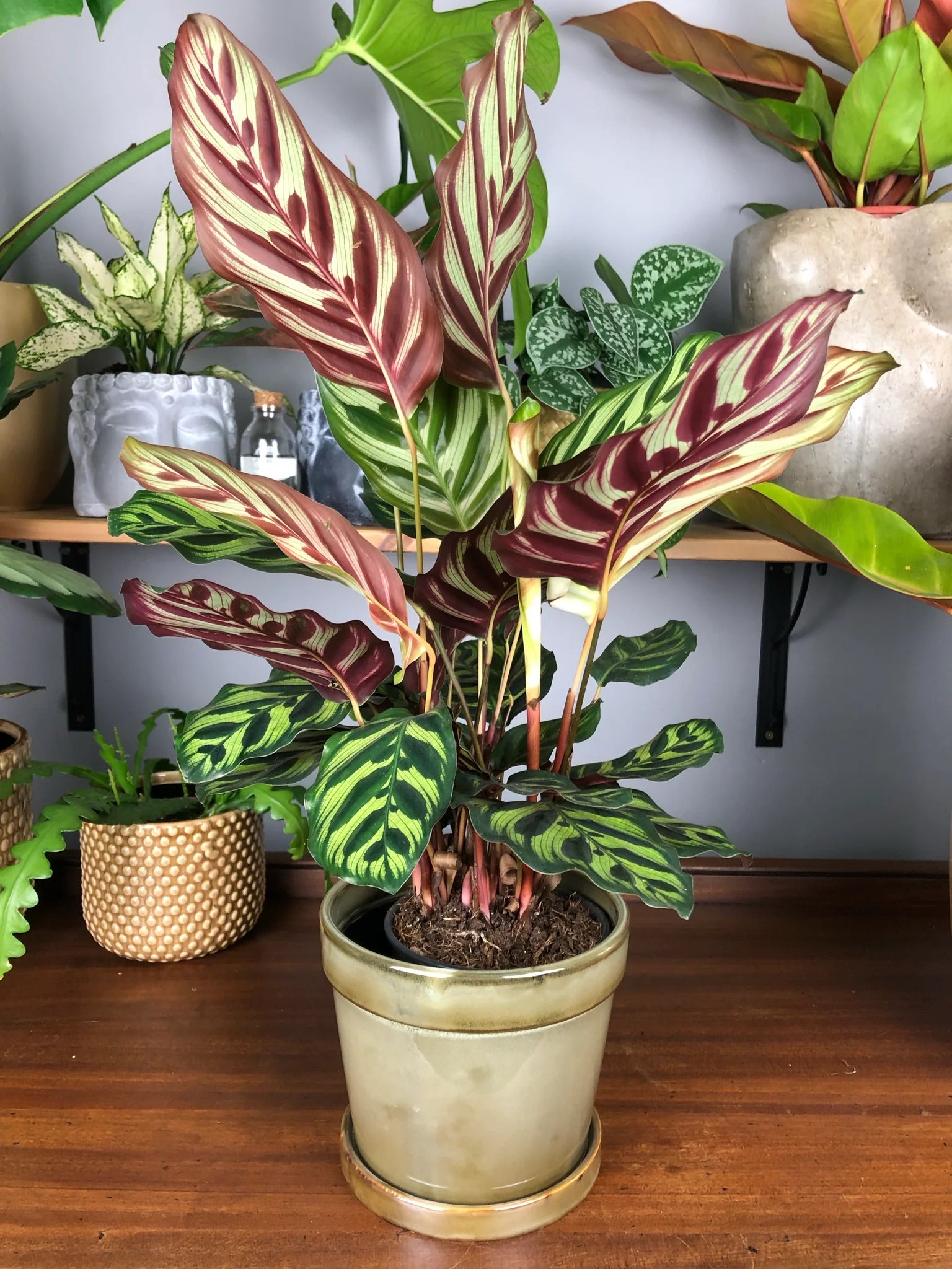 Prayer Plant (Calathea makoyana) - Ladybird Nursery