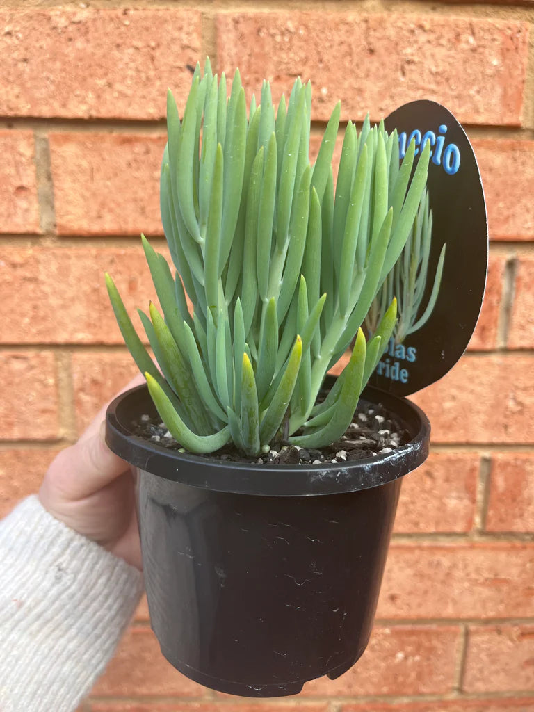 Senecio Nolas Pride (Senecio)