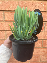 Senecio Nolas Pride (Senecio)