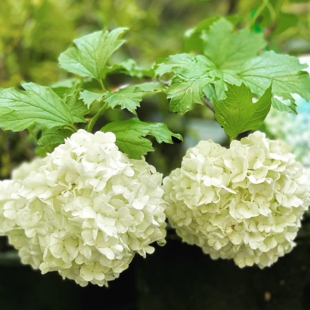 Snowball Viburnum Notcutts (Viburnum opulus)