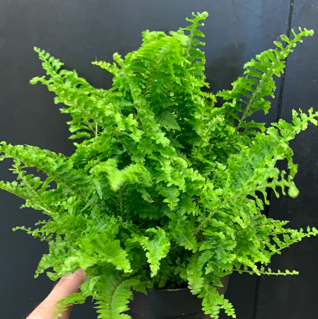 Boston Fern Fluffy Ruffles (Nephrolepis exaltata)