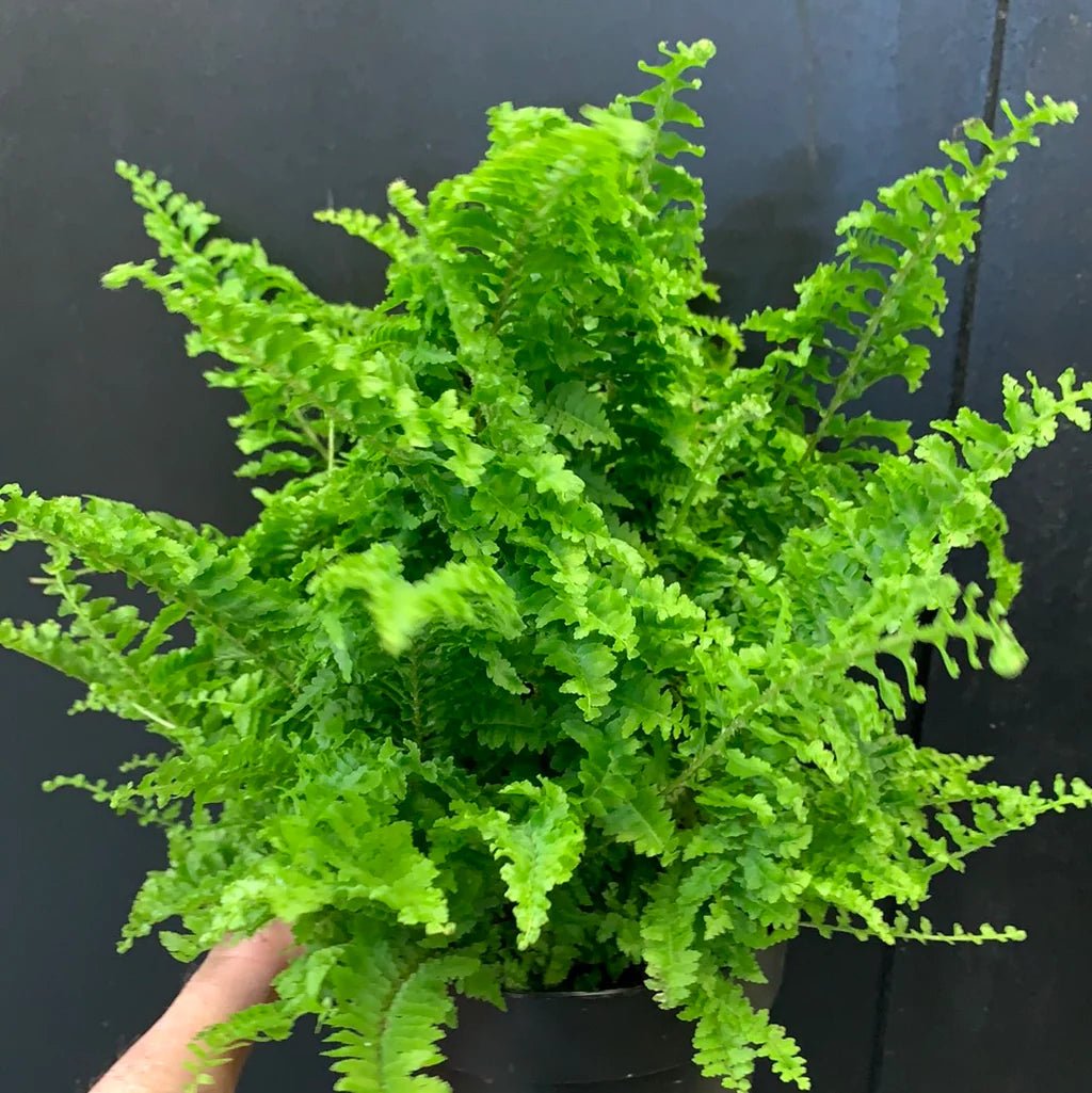 Boston Fern Fluffy Ruffles (Nephrolepis exaltata) - Ladybird Nursery