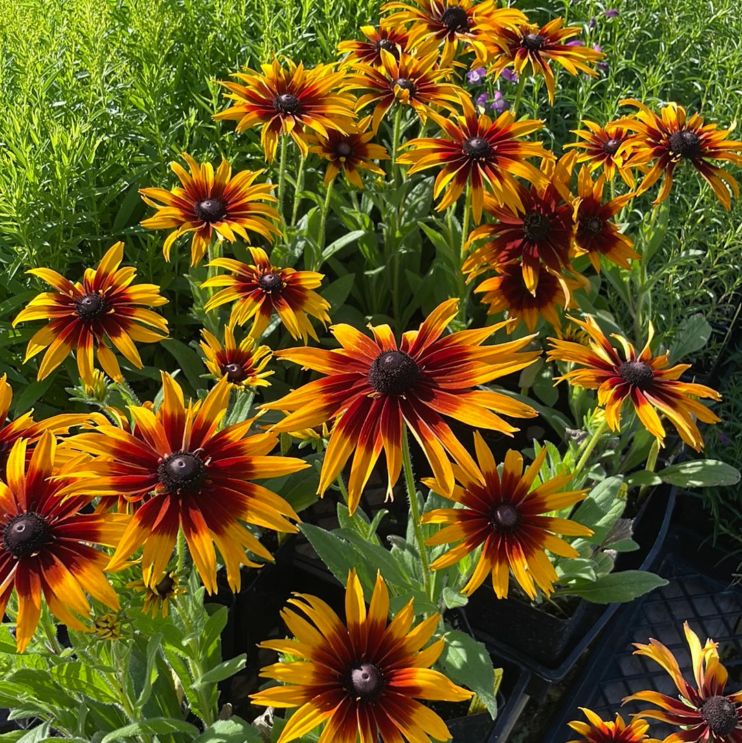 Rudbeckia Sunbeckia Black-eyed Susan Summerina Blazing Fire