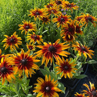 Rudbeckia Sunbeckia Black - eyed Susan Summerina Blazing Fire - Ladybird Nursery