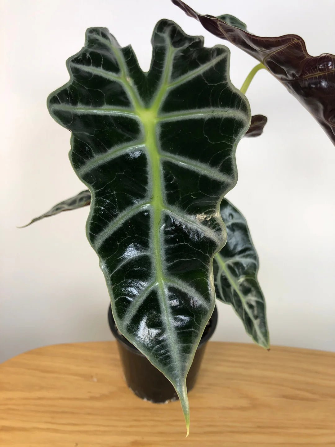 Dwarf Elephant Ear (Alocasia amazonica) - Ladybird Nursery