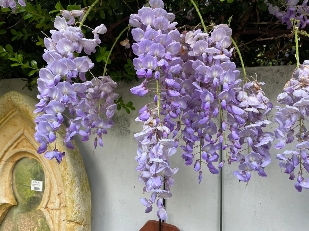 Chinese Wisteria Blue Pacific (Wisteria sinensis)