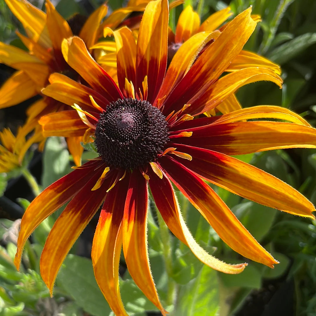 Rudbeckia Sunbeckia Black-eyed Susan Summerina Blazing Fire