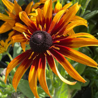 Rudbeckia Sunbeckia Black-eyed Susan Summerina Blazing Fire