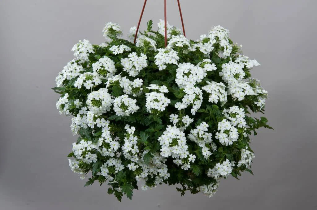 Verbena Vanessa Top White (Verbena)