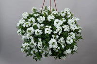 Verbena Vanessa Top White (Verbena)