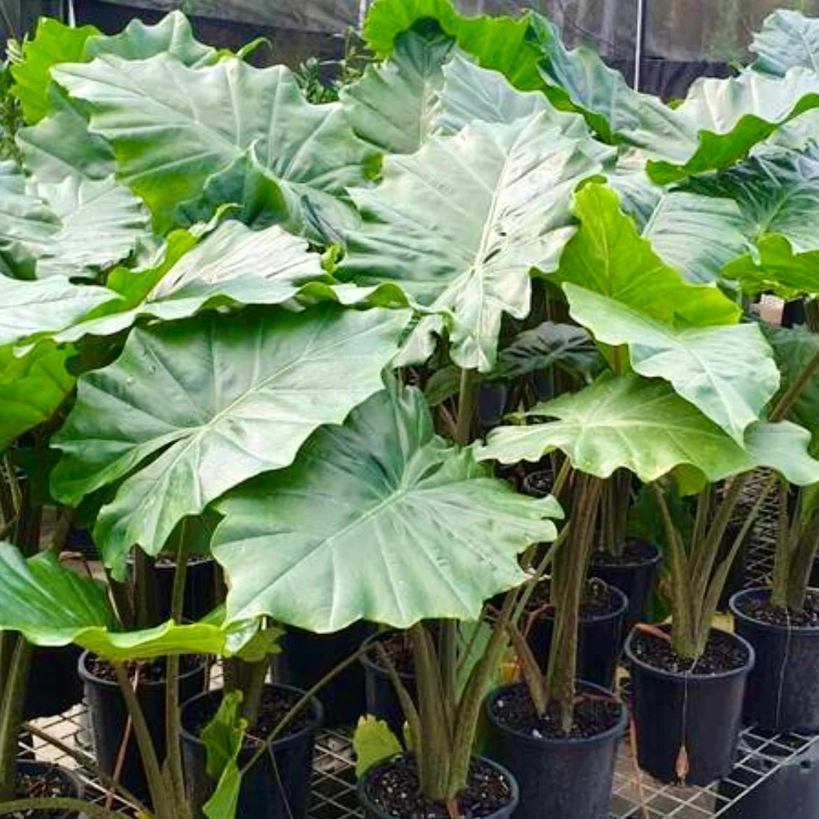 Portadora Elephant Ear (Alocasia Portadora) - Ladybird Nursery