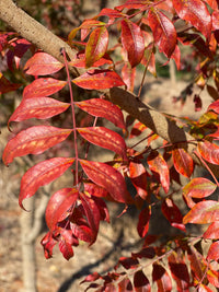 Chinese Pistachio (Pistacia chinensis)