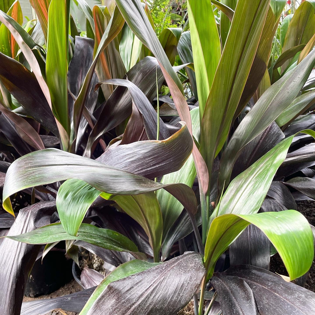 Cordyline Magic (Cordyline Black) - Ladybird Nursery