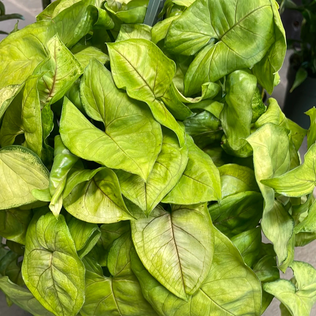 Syngonium Assorted spp.