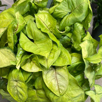 Syngonium Assorted spp.